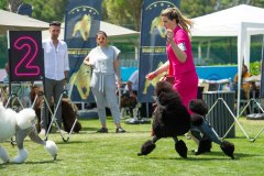 dog-show-1