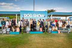 dog-show-10