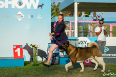 dog-show-2