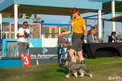 dog-show-4