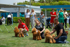 dog-show-5