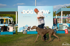 dog-show-6