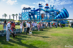 dog-show-7