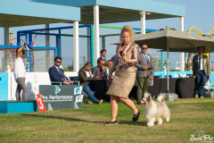 dog-show-8